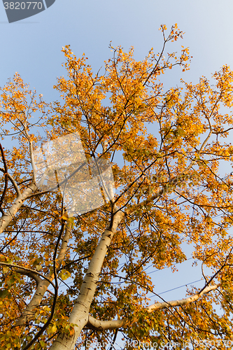 Image of Autumn tree