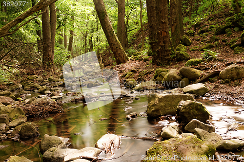 Image of Brooks in the forest