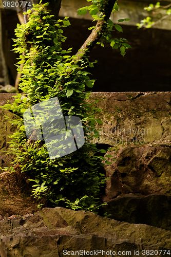 Image of Green leaf