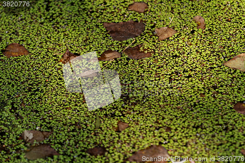 Image of Duckweed