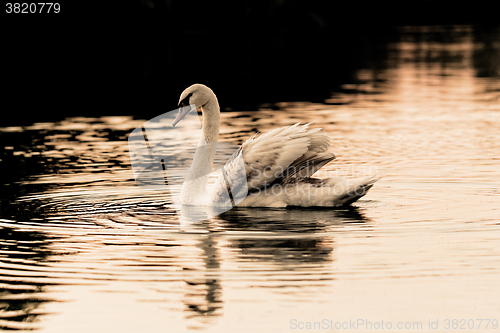 Image of Lonely swan