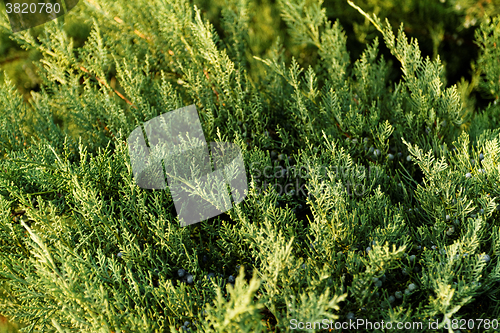 Image of Fir tree