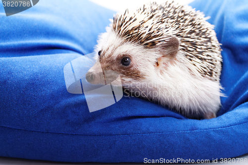 Image of Cute hedgehog