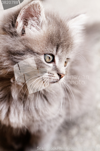 Image of Beautiful grey kitten