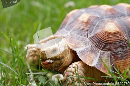 Image of African Spurred Tortoise