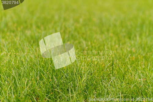 Image of Green grass