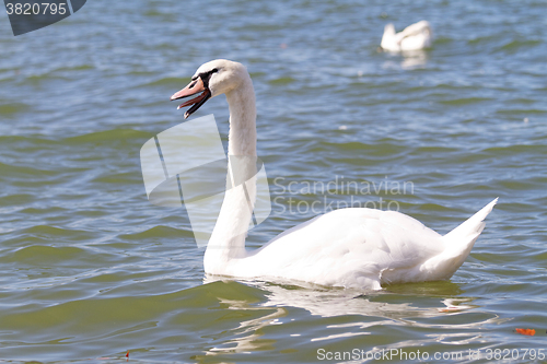 Image of White swan