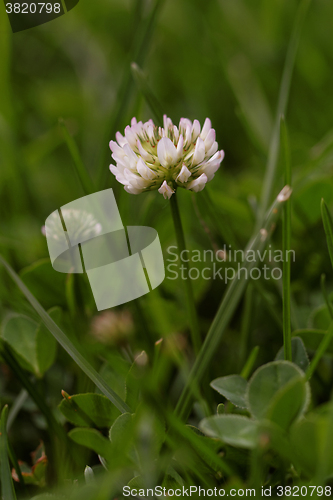 Image of Alfalfa