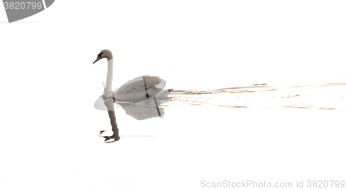 Image of Lonely swan