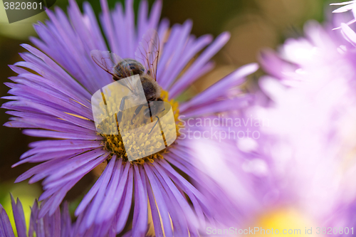 Image of Bee on the flower