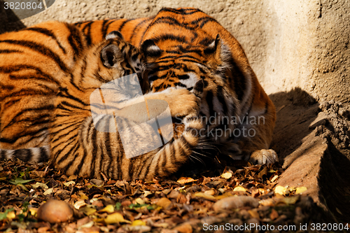 Image of Tiger mum