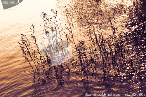 Image of Grass in the lake