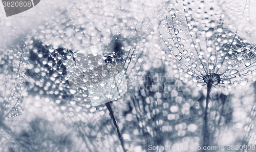 Image of Plant seeds with water drops