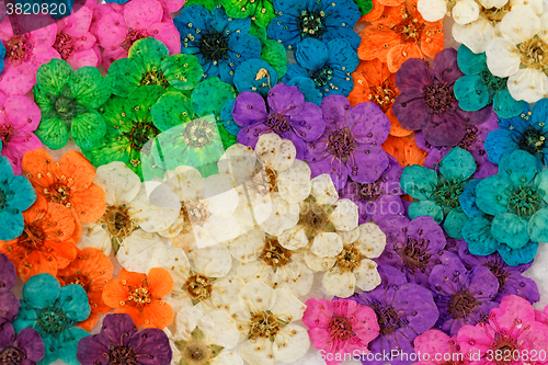 Image of Decorative montage compilation of colorful dried spring flowers