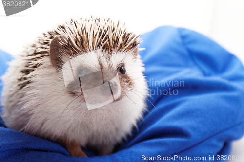 Image of Cute hedgehog