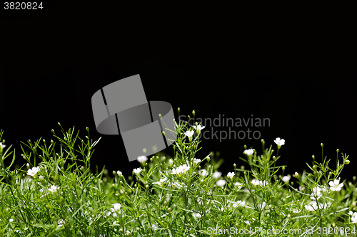 Image of Sweet alyssum