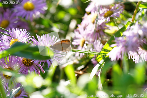 Image of Purple flower and a brown butterfly