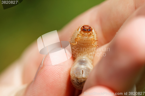 Image of Chafer grubs