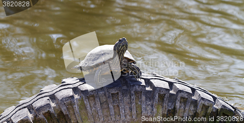 Image of Cute turtle