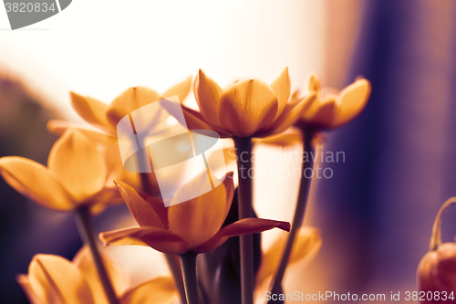 Image of Orange flower