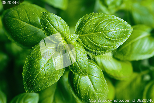 Image of Basil leaves with water drops