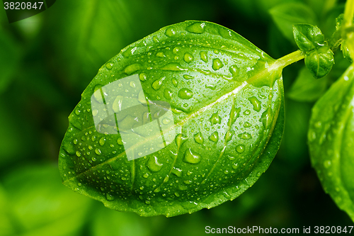 Image of Fresh basil leaf with water drops