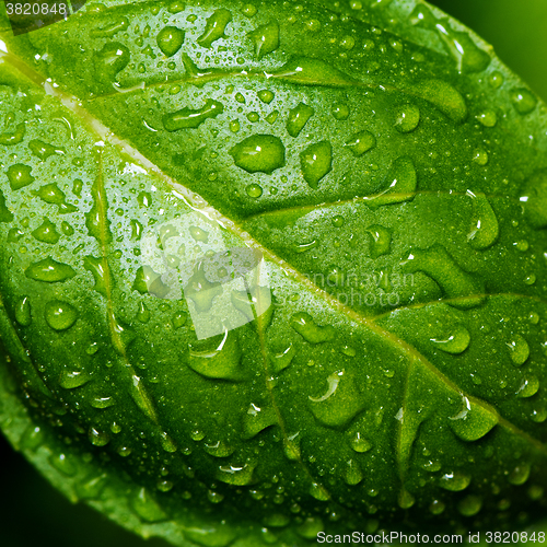Image of Basil leaf with water drops