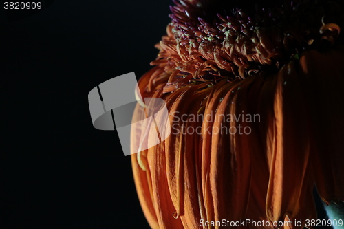 Image of  withered flowers gerbera on a black