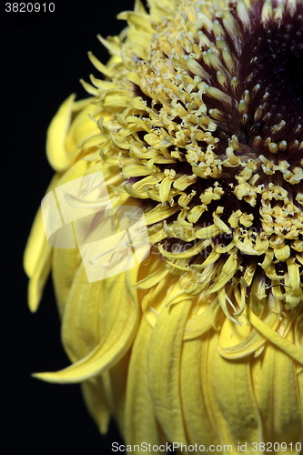 Image of  yellow gerbera on black