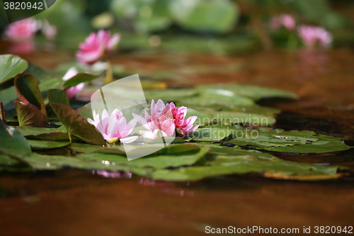 Image of waterlily red lotus