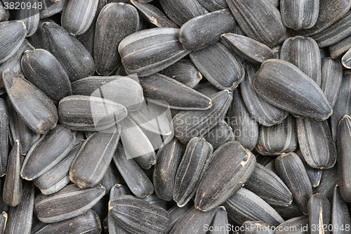 Image of  sunflower seeds  macro