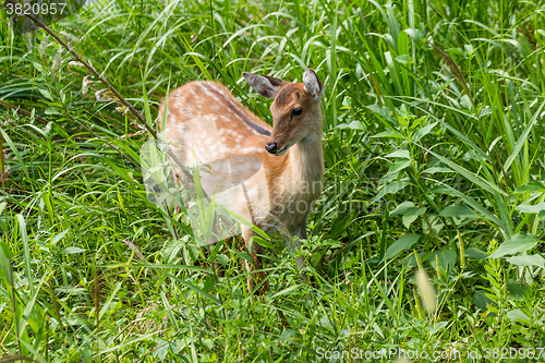 Image of Deer fawn standing in tall grass