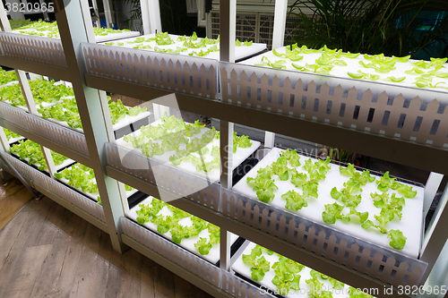 Image of Fresh lettuce growing in an hydroponics system