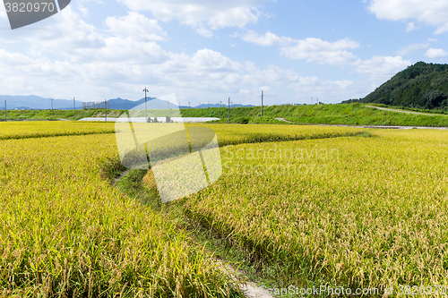 Image of Walkway though Paddy rice field