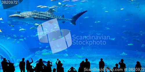 Image of Silhouettes of people in Oceanarium