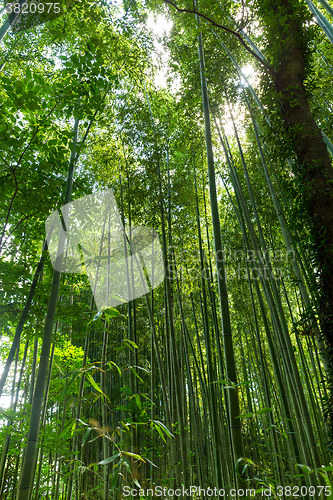 Image of Asian Bamboo forest with morning sunlight