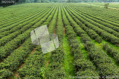 Image of Tea tree farm