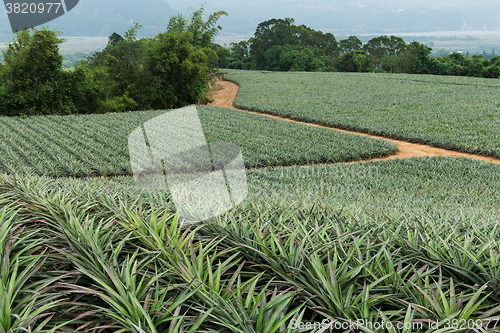 Image of Pineapple in a garden Farms in TaiTung, TaiWan