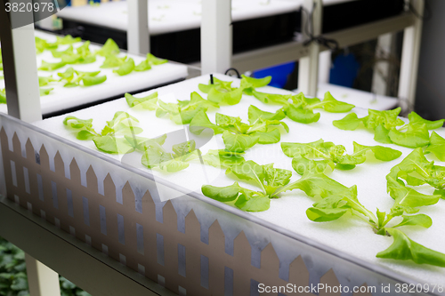 Image of Indoor Hydroponics rack