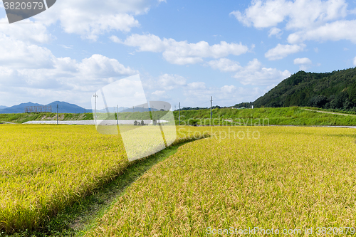 Image of Green rice field with footpath