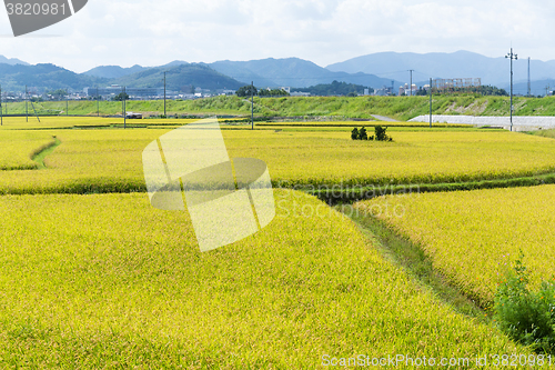 Image of Paddy rice field