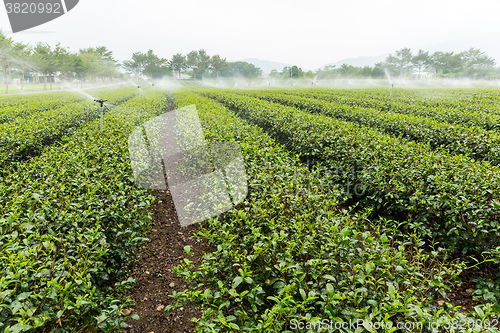 Image of Tea plantation fields with water sprinkler system