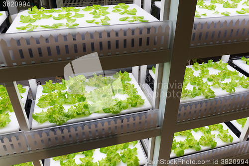 Image of Hydroponics rack