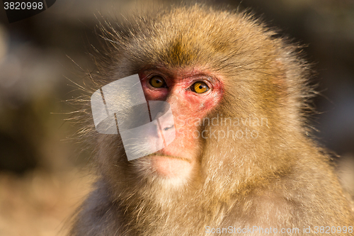 Image of Monkey in Japan