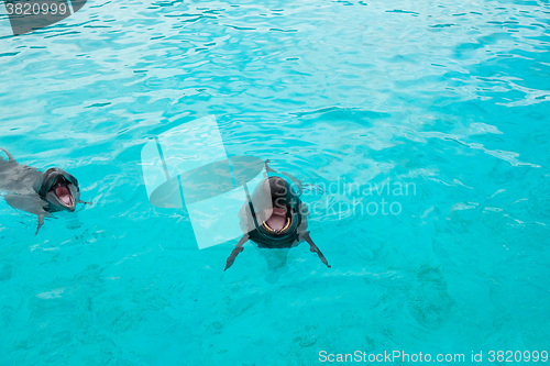 Image of Dolphin and Whale in aquarium