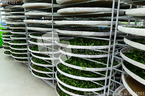 Image of The fermentation of tea