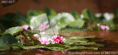 Image of waterlily wildflower red lotus