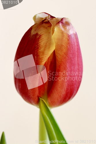 Image of  red tulip macro