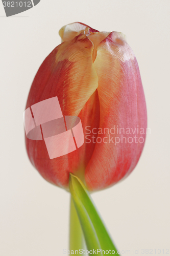 Image of  red tulip on white