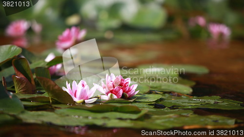 Image of wildflower red lotus